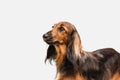 Cute puppy, dachshund dog posing isolated over white background Royalty Free Stock Photo