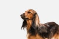 Cute puppy, dachshund dog posing isolated over white background Royalty Free Stock Photo