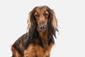 Cute puppy, dachshund dog posing isolated over white background Royalty Free Stock Photo