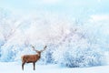 Noble deer on the background of white trees in the snow in the forest. Beautiful winter landscape. Christmas background Royalty Free Stock Photo