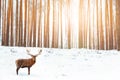 Noble deer in the background of a winter fairy forest. Snowfall. Winter Christmas holiday image