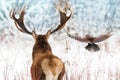 Noble deer with big horns and raven in flight in a winter fairy forest. Christmas winter image