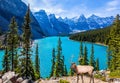 Noble deer with branched horns stands on the high bank of Moraine Lake. Canadian Rockies, Province of Alberta. The concept of