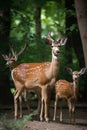 Noble deer family in forest AI generated