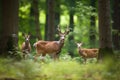 Noble deer family in forest AI generated