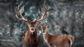 Noble deer family in winter snow forest. Artistic winter Christmas landscape. Winter wonderland. Royalty Free Stock Photo
