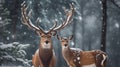 Noble deer family in winter snow forest. Artistic winter Christmas landscape. Winter wonderland. Royalty Free Stock Photo