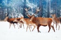 A noble deer with females in the herd against the background of a beautiful winter snow forest. Artistic winter landscape. Christm Royalty Free Stock Photo