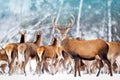 A noble deer with females in the herd against the background of a beautiful winter snow forest. Artistic winter landscape.