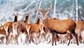 A noble deer with females in the herd against the background of a beautiful winter snow forest. Artistic winter landscape. Royalty Free Stock Photo