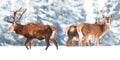 A noble deer with females in the herd against the background of a beautiful winter snow forest. Artistic winter landscape. Royalty Free Stock Photo