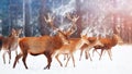 A noble deer with females in the herd against the background of a beautiful winter snow forest. Artistic winter landscape. Royalty Free Stock Photo