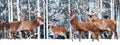 A noble deer with females in the herd against the background of a beautiful winter snow forest. Artistic winter landscape. Royalty Free Stock Photo