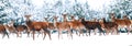 Noble deer in the herd against the background of a beautiful winter snow forest. Artistic winter landscape.  Winter wonderland. Royalty Free Stock Photo