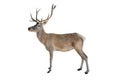 Noble deer isolated