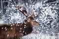 Noble deer male against the background of a beautiful winter snow forest. Artistic winter landscape. Christmas image. Royalty Free Stock Photo