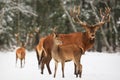 A noble deer male with female in the herd against the background of a beautiful winter snow forest. Artistic winter landscape.