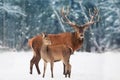 A noble deer male with female in the herd against the background of a beautiful winter snow forest. Artistic winter landscape.