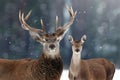 Noble deer male and female in snow forest. Christmas image. Winter wonderland. Royalty Free Stock Photo