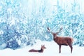 Noble deer male and female in a snowy winter blue forest. Artistic christmas fantasy image in blue and white color