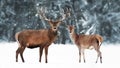 Noble deer male with female in winter snow forest. Artistic winter landscape. Christmas image. Royalty Free Stock Photo