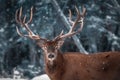 Noble deer male in winter snow forest. Artistic winter christmas landscape. Royalty Free Stock Photo