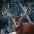 Noble deer male in winter snow forest. Artistic winter christmas landscape. Christmas square image Royalty Free Stock Photo