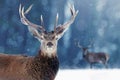 Noble deer male in winter snow forest. Winter christmas image