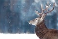 Noble deer male in winter snow forest. Winter christmas image. Copy space Royalty Free Stock Photo