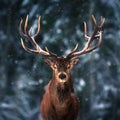 Noble deer male in winter snow forest. Square image Royalty Free Stock Photo