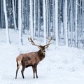 Noble deer male in winter snow forest. Square image. Royalty Free Stock Photo