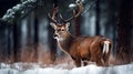 Noble deer male in winter snow forest. Wild red deer in nature at sunset Mountain landscape wildlife