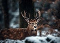 Noble deer male in winter snow forest. Wild red deer in nature at sunset Mountain landscape wildlife