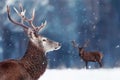 Noble deer male in winter snow forest. Winter christmas image. Free space for text. Royalty Free Stock Photo