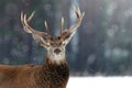 Noble deer male in winter snow forest. Winter christmas image. Royalty Free Stock Photo