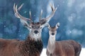 Noble deer in snow forest. Christmas image. Winter wonderland.