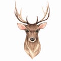 Noble deer. Watercolor illustration 1