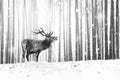 Noble deer in a winter fairy forest. Snowfall. Winter Christmas holiday image. Winter wonderland.