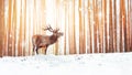 Noble deer in a winter fairy forest. Snowfall. Winter Christmas holiday image. Winter wonderland