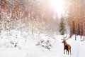 Noble deer in winter fairy forest. Winter Christmas holiday image