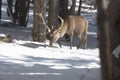 Noble deer in the winter forest