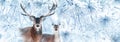 Noble deers in a fabulous coniferous snowy forest. Winter wonderland. Banner format. Royalty Free Stock Photo