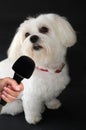 Interview with a female maltese dog