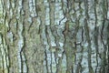 Noble Fir Bark Royalty Free Stock Photo