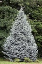Noble fir or christmastree Royalty Free Stock Photo