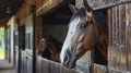 The Noble Gaze of a Thoroughbred Horse Peering Over Wooden Stable Doors Royalty Free Stock Photo