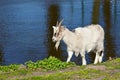 Noble goat walks along the shore of a small pond. Raising goats, walking livestock in the pasture