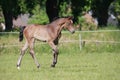 Noble Holsteiner foal Royalty Free Stock Photo