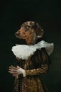 Noble lady. Female medieval royalty person in vintage clothing headed by dog head on dark retro background