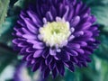 Noble and mysterious purple chrysanthemum